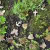 Marqueurs de mémoire - Bois | Mélange de papillons et de coeurs 20 pièces